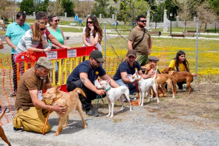 Las rehalas toman Villacastín 1 Feria de Caza de Villacastín en 2024 / E.A.