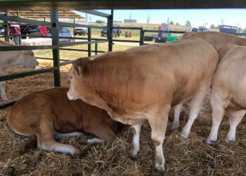 Ediciones anteriores de la feria / E.A.