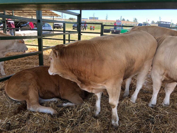 Ediciones anteriores de la feria / E.A.