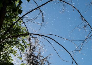 Concentraciones de polen.