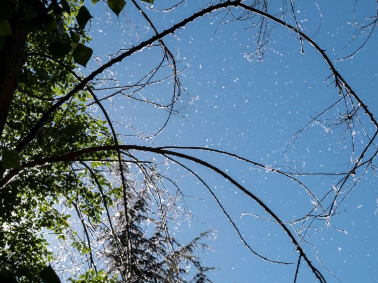 El ascenso térmico disparará los síntomas de alergia 1 Concentraciones de polen.