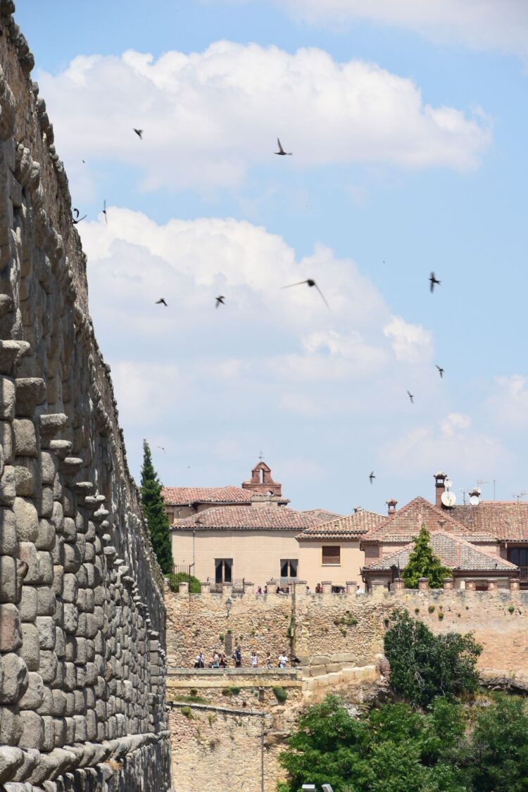 Los vencejos vuelven a sobrevolar el Acueducto 1 web 9
