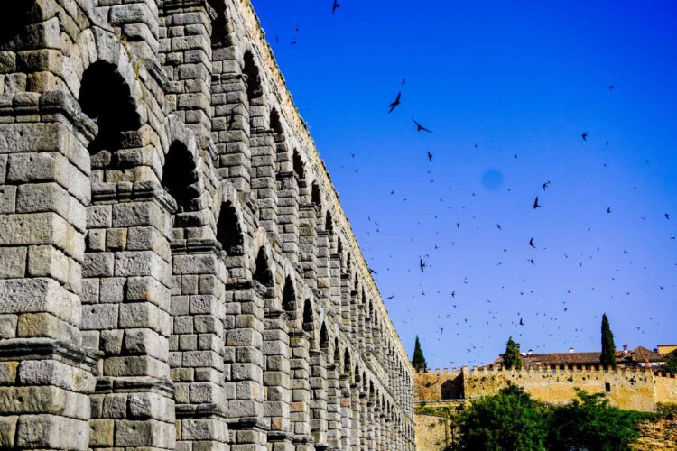 Concluye el Festival de Vencejos 1 Vencejos sobrevolando el Acueducto. / HÉCTOR CRIADO
