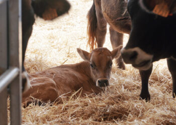 El centro vallisoletano reúne todas las razas bovinas autóctonas del país. / Rubén Cacho