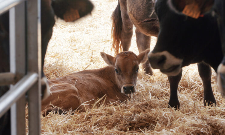 El centro de interpretación Bos Taurozos abre sus puertas en Villagarcía de Campos, Valladolid 1 El centro vallisoletano reúne todas las razas bovinas autóctonas del país. / Rubén Cacho