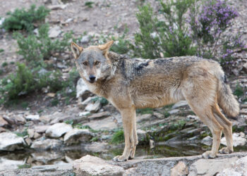 El cánido pasará de estar ·estrictamente protegido" a "protegido". / JL Leal