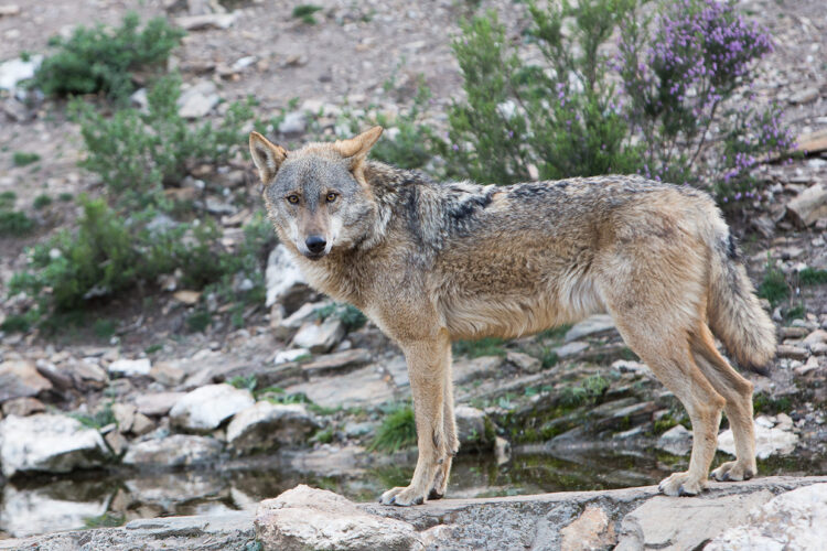El Consejo de la Unión Europea aprueba rebajar la protección del lobo 1 El cánido pasará de estar ·estrictamente protegido" a "protegido". / JL Leal
