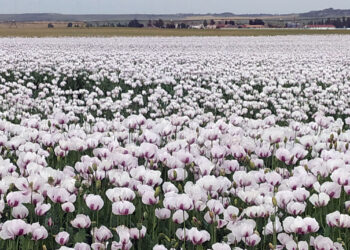 España es el segundo productor mundial de opio legal. Esta campaña hay cultivadas 8.700 hectáreas, 2.400 en Castilla y León. / Rubén Cacho