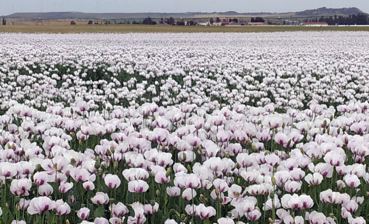 Alcalíber prevé una buena cosecha de adormidera para este año 1 España es el segundo productor mundial de opio legal. Esta campaña hay cultivadas 8.700 hectáreas, 2.400 en Castilla y León. / Rubén Cacho
