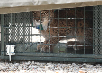 Venadillo, procedente de Castilla-La Mancha, se une a los seis ejemplares soltados anteriormente. / Brágimo