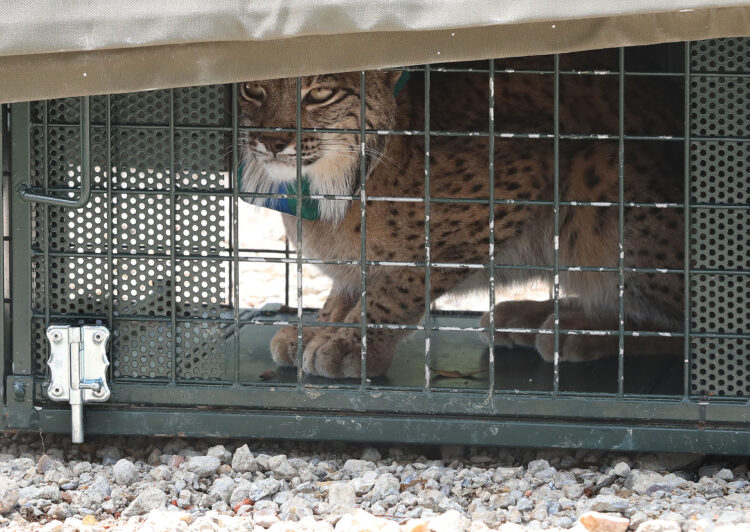 Venadillo, procedente de Castilla-La Mancha, se une a los seis ejemplares soltados anteriormente. / Brágimo