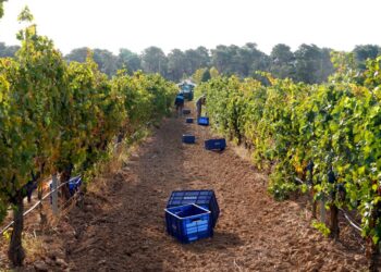 Trabajadores recogiendo la uva en temporada de vendimia.