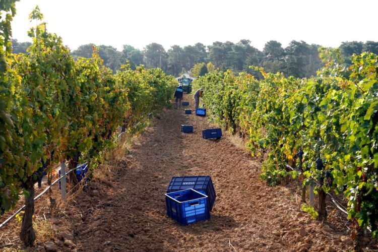 Valtiendas cumple la mayoría de edad siendo la única con denominación cien por cien segoviana 1 Trabajadores recogiendo la uva en temporada de vendimia.