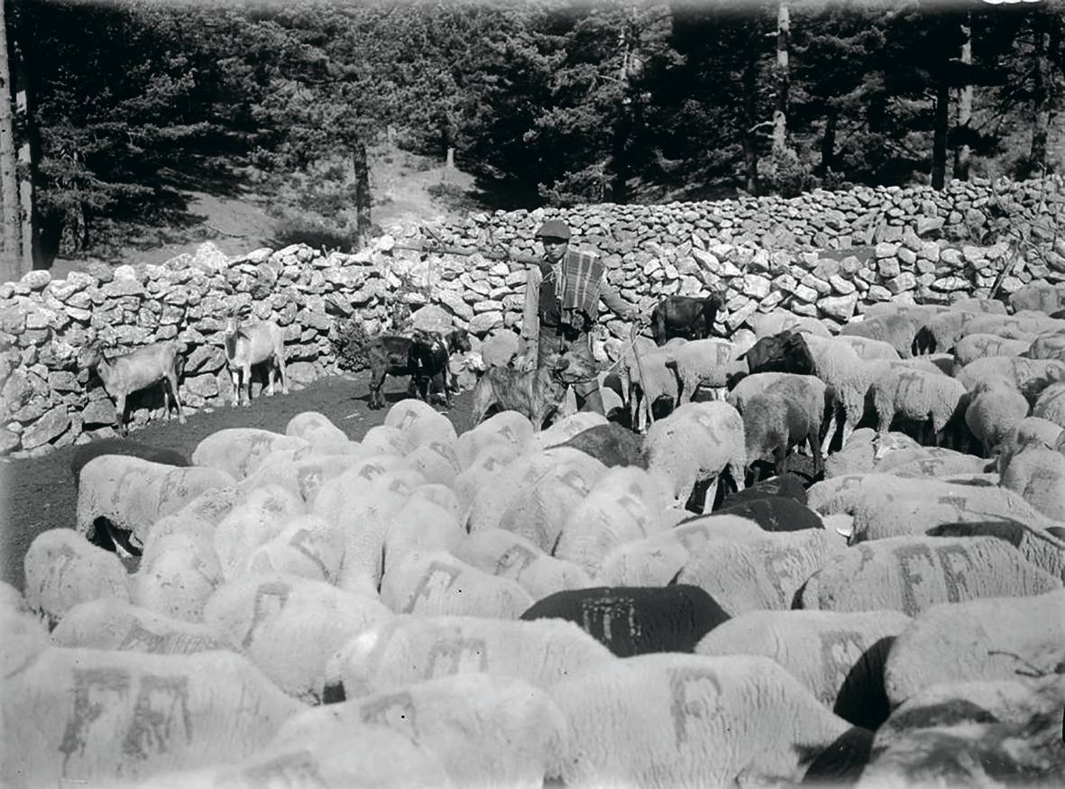 “Schafe im Kral mit Hirt [pastor con ovejas]”, 1915. Fotografía de Otto Wunderlich.