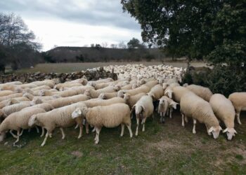 Un rebaño en Orejanilla entre paredes de piedra en seco.