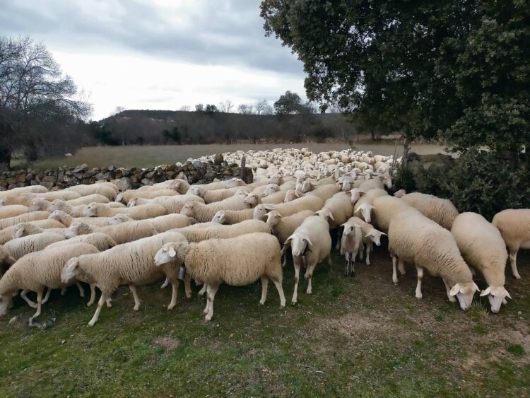 Tras las paredes de piedra seca: ecologías históricas de la Vera de la Sierra 1 Un rebaño en Orejanilla entre paredes de piedra en seco.