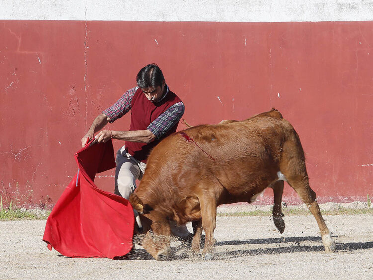 Perera: "La ilusión es el motor para seguir año tras año al más alto nivel" 1 El torero extremeño Miguel Ángel Perera durante un tentadero. / MIGUEL LÓPEZ