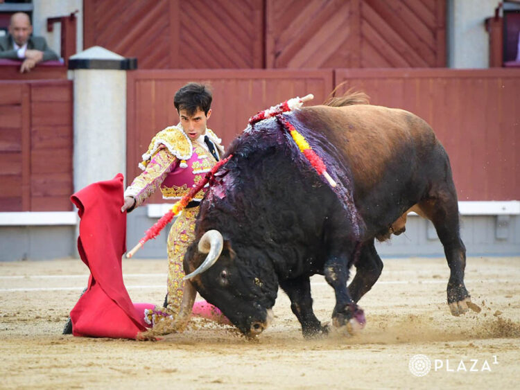 Ni siendo viernes 1 Samuel Navalón, de rodillas, con un toro de Conde de Mayalde. / PLAZA 1