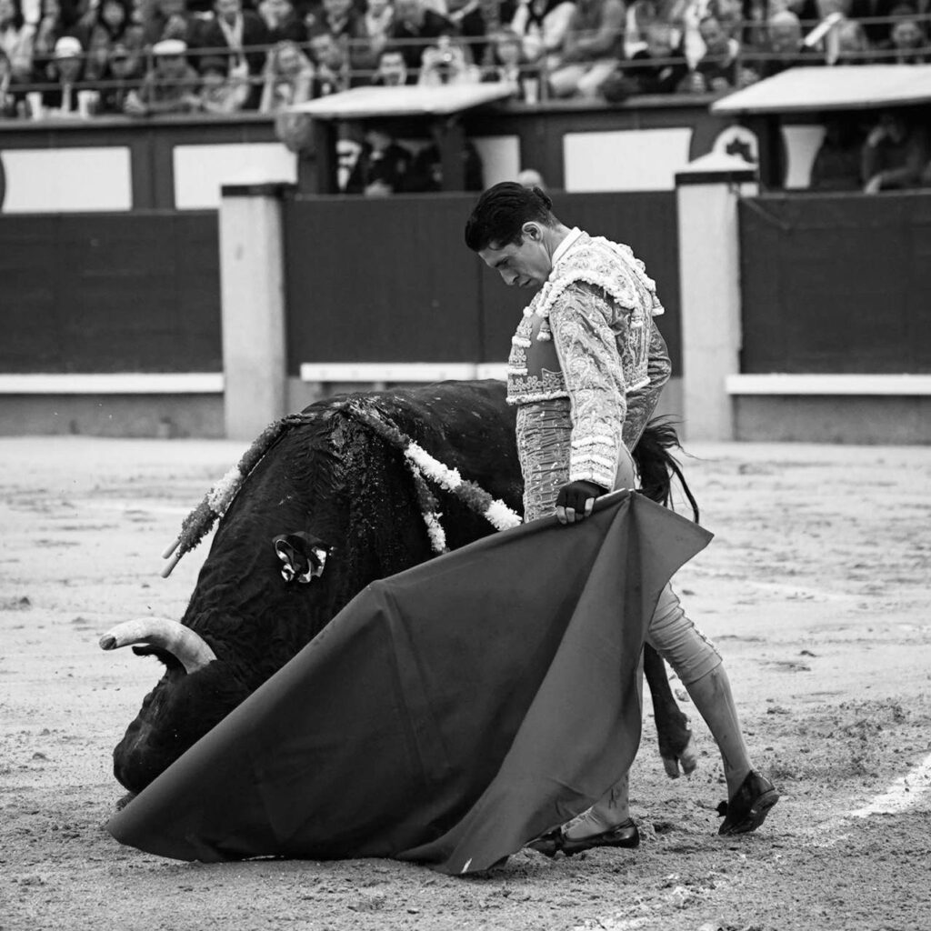 Talavante, maestro de la improvisación 3 Pase natural de Talavante al toro de Victoriano del Río en Las Ventas, durante la Feria de San Isidro. / ÁNGEL PAVÓN