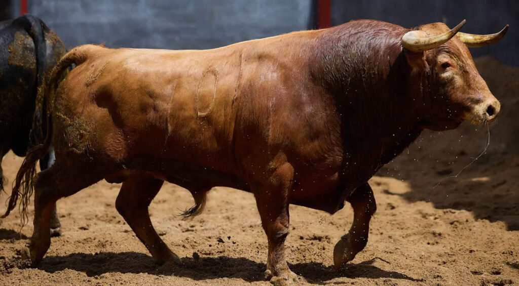 Pablo Lozano: “Queremos hacer que la Plaza de Toros de Segovia tenga la vida que merece” 3 'Profesor', toro de Alcurrucén, premiado en Sevilla. / TOROMEDIA