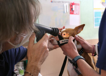 Foto de archivo. Un veterinario realiza una revisión a un animal / BRÁGIMO - ICAL