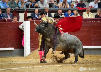Bernadinas de Esaú Fernández. / PLAZA 1