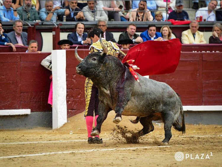 Escolar pone la casta a San Isidro 1 Bernadinas de Esaú Fernández. / PLAZA 1