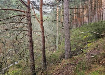 Pinos de la parcela afectada junto al río Serrano. /ECOLOGISTAS EN ACCIÓN