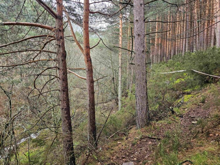 Pinos de la parcela afectada junto al río Serrano. /ECOLOGISTAS EN ACCIÓN