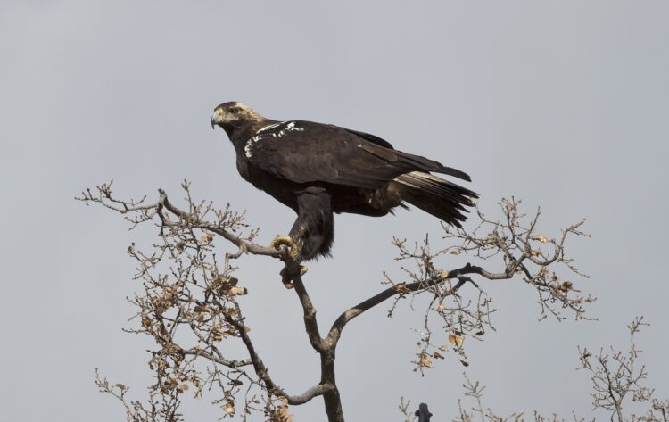 Águila imperial ibérica / ALFONSO SAN MIGUEL DE FOTOTECA CENEAM