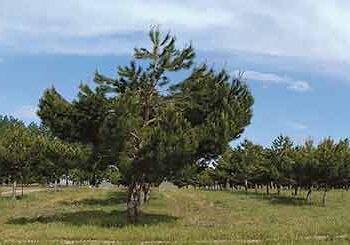 Panorámica de la ermita y el pozuelo,