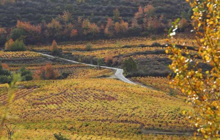 ‘Wine Conexión Provincia de Valladolid’, apuesta por la cultura vitivinícola 1 Imagen de archivo de un paraje de viñas en el Bierzo./ CÉSAR SÁNCHEZ/ ICAL