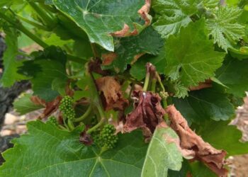 Viñas de la D.O. Bierzo afectadas por el mildiu. / C. SÁNCHEZ / ICAL