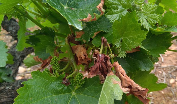 Viñas de la D.O. Bierzo afectadas por el mildiu. / C. SÁNCHEZ / ICAL