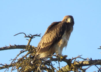 Desde proyecto “Pennatus” afirman que a las crías les quedan unos dos meses para ir aprendiendo a salir del parque.