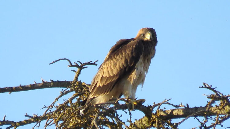 Citius, Fortius y Pisuerga hacen sus primeros vuelos en Campo Grande 1 Desde proyecto “Pennatus” afirman que a las crías les quedan unos dos meses para ir aprendiendo a salir del parque.