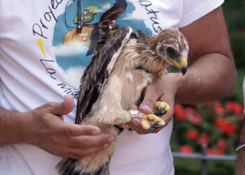 La Asociación Pennatus ha anillado y marcado a los tres polluelos de la pareja para conocer sus movimientos. / Rubén Cacho