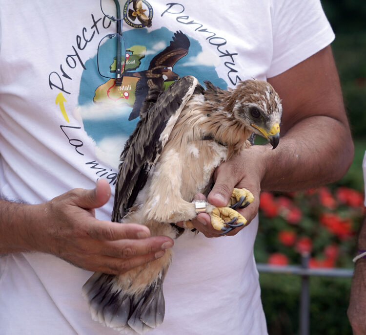 La Asociación Pennatus ha anillado y marcado a los tres polluelos de la pareja para conocer sus movimientos. / Rubén Cacho
