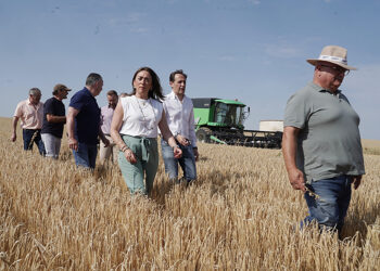 Burgos, Palencia y Valladolid concentran el 70% de la superficie sembrada esta temporada. / Rubén Cacho