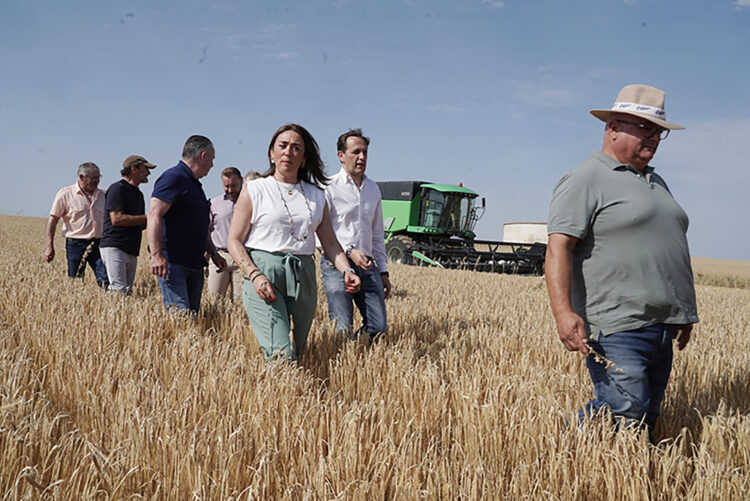 Corral cifra en 8,12 millones de toneladas la cosecha de cereal 1 Burgos, Palencia y Valladolid concentran el 70% de la superficie sembrada esta temporada. / Rubén Cacho
