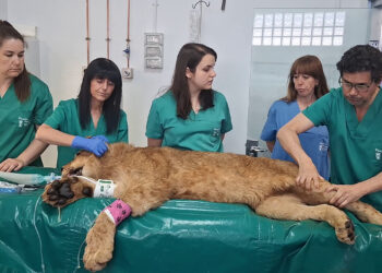 Los cachorros nacieron en 2024 en el Parque de la Naturaleza de Cabárceno (Cantabria).