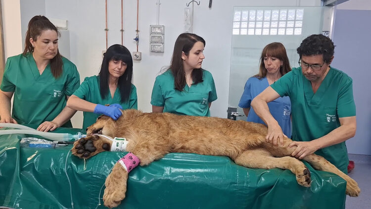 Los cachorros nacieron en 2024 en el Parque de la Naturaleza de Cabárceno (Cantabria).