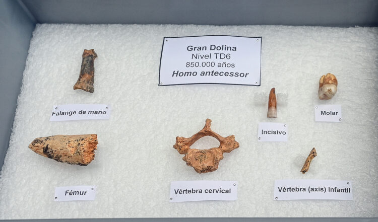 Las excavaciones de Atapuerca llegan al nivel de Homo antecessor 1 Hoy se presentó el resultado de la campaña de excavaciones de este año. / Ricardo Ordóñez