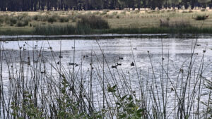 En su rico entorno natural podemos encontrar la laguna Navalayegua.