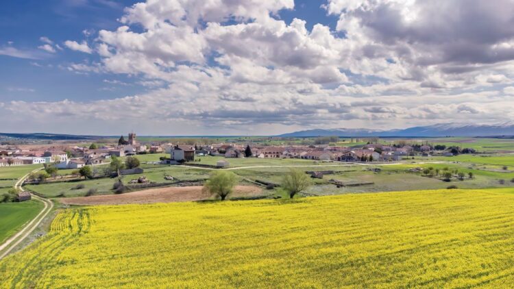 La Junta apoya a los agricultores frente a la propuesta europea para la PAC 2028 - 2034 1 Campos de colza en primavera. Los pequeños agricultores serán los más perjudicados si sigue adelante /E.A.