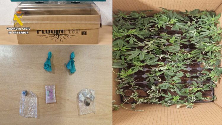 Detenido en El Espinar con 85 plantas de marihuana y otras sustancias estupefacientes 1 La Guardia Civil detiene a un hombre como presunto autor de un delito contra la salud pública / GUARDIA CIVIL
