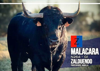 'Malacara', toro de los mozos para Riaza. / ASOCIACIÓN 'TORO DE LOS MOZOS'