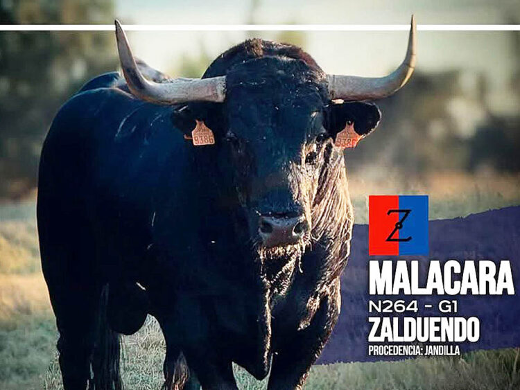 'Malacara', de Zalduendo, 'toro de los mozos' de Riaza 1 'Malacara', toro de los mozos para Riaza. / ASOCIACIÓN 'TORO DE LOS MOZOS'