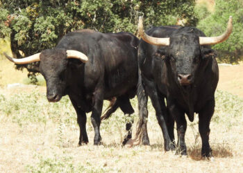 Toros seleccionados para Riaza. / AYUNTAMIENTO DE RIAZA