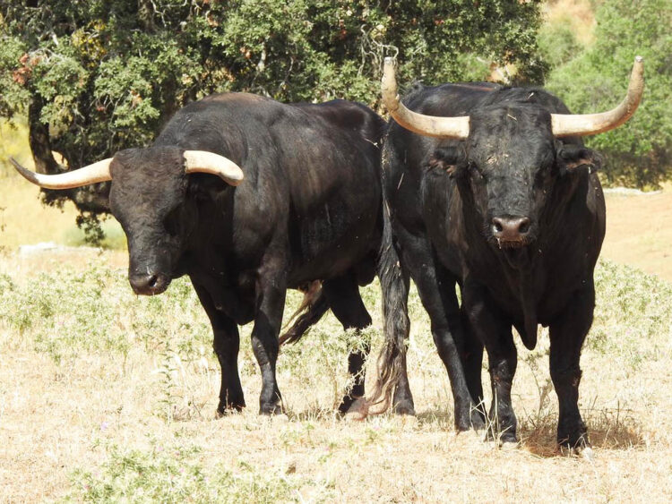 Toros seleccionados para Riaza. / AYUNTAMIENTO DE RIAZA